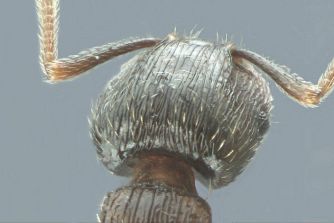 vertex Tetramorium moravicum