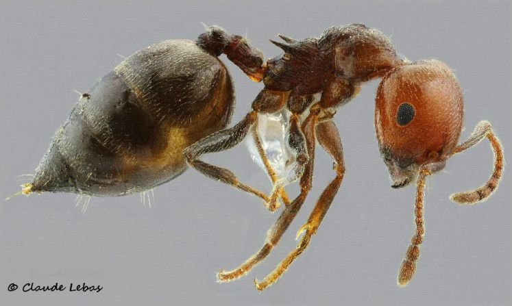 ouvriere  Crematogaster scutellaris