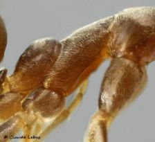 thorax Linepithema humile