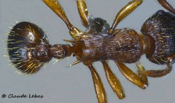 dorsal  Myrmica vandeli