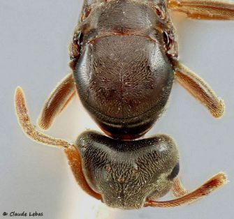 tête plus large que le mesosoma