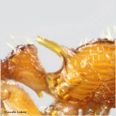 petiole  Myrmica ruginodis