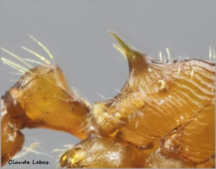 petiole Myrmica rubra