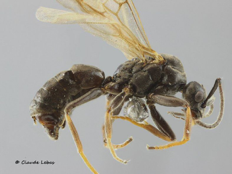 male Tapinoma nigerrimum
