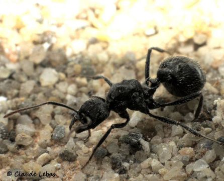 gyne Aphaenogaster spinosa dans la nature Corse