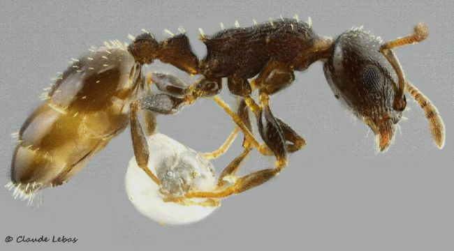 ouvriere  Temnothorax angustulus