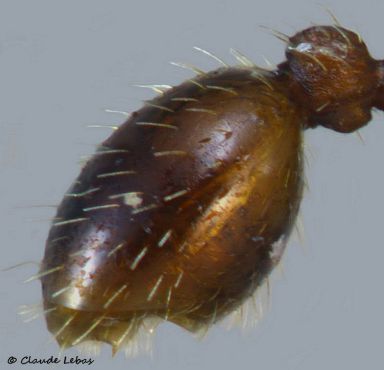 gastre de l‘ ouvrière Myrmica gallieni