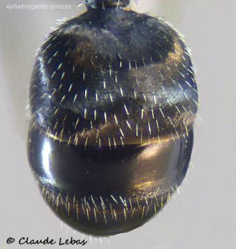 gastre luisant de gyne Aphaenogaster spinosa