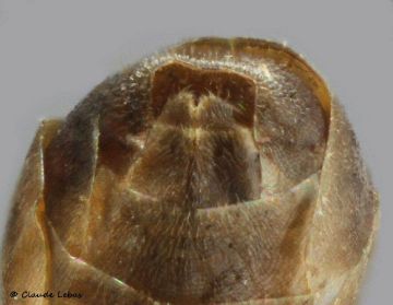 gastre en fente transversale