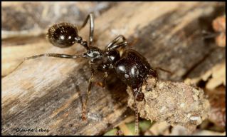 fourmi  Messor barbarus