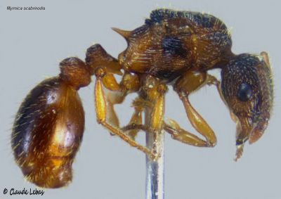 reine Myrmica scabrinodis