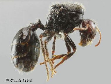 reine Messor barbarus