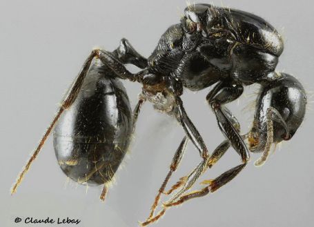 gyne Messor bouvieri