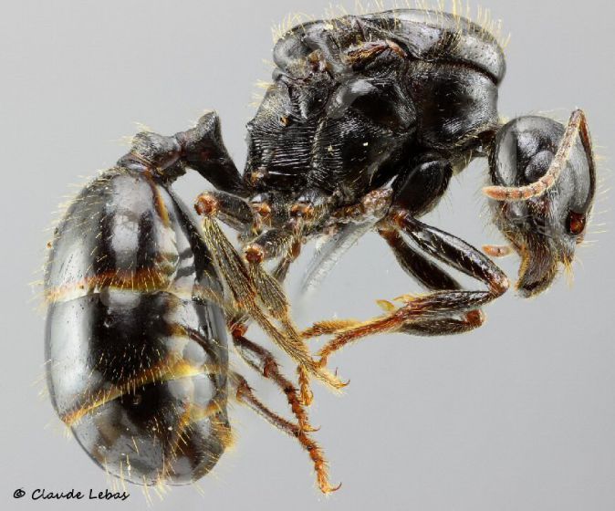 gyne Messor capitatus