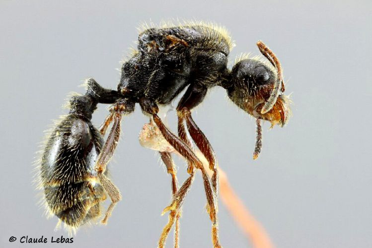 reine Messor structor