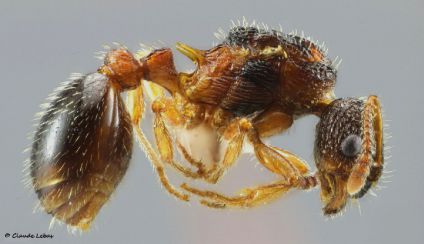 gyne Myrmica lobulicornis