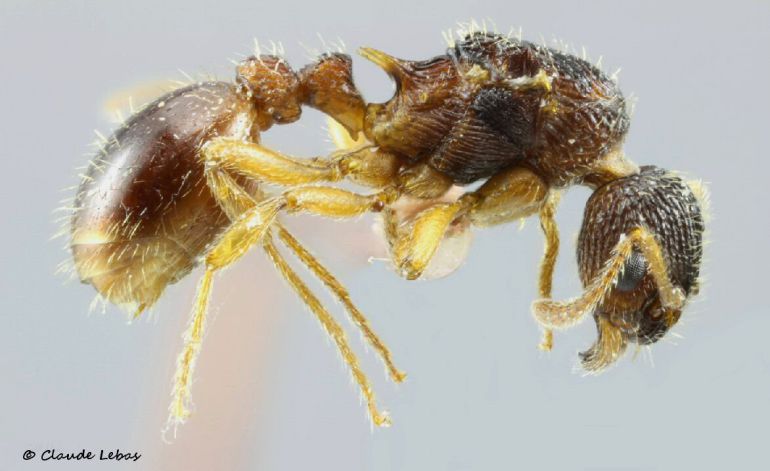 gyne Myrmica schencki