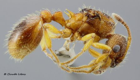 reine Myrmica specioides