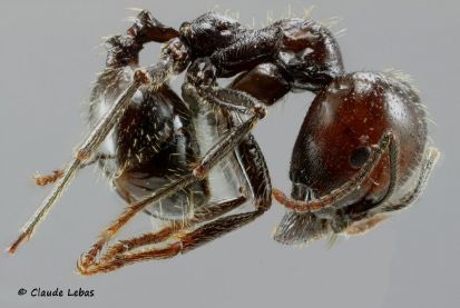 major Messor barbarus