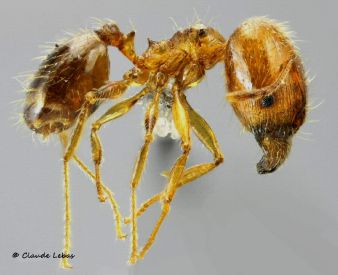 soldat Pheidole pallidula