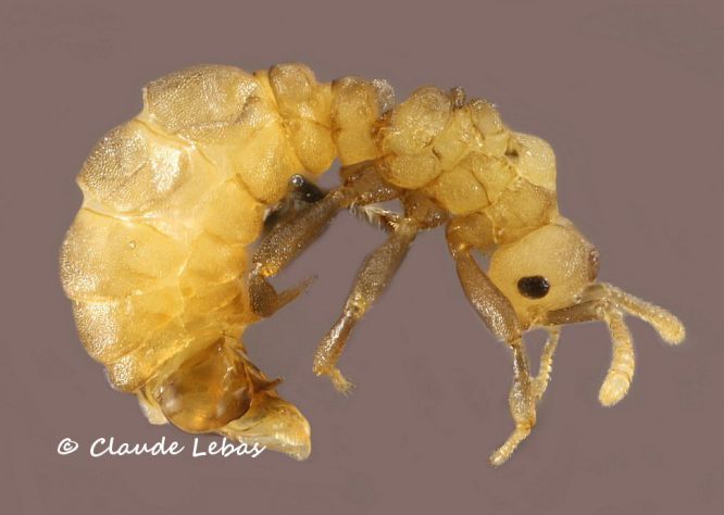 mâle Tetramorium atratulum