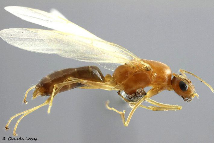 male Colobopsis truncatus