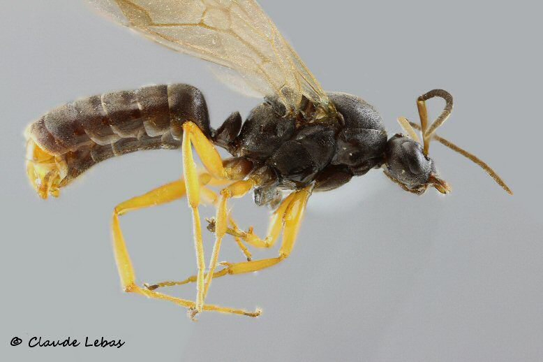 male Formica decipiens