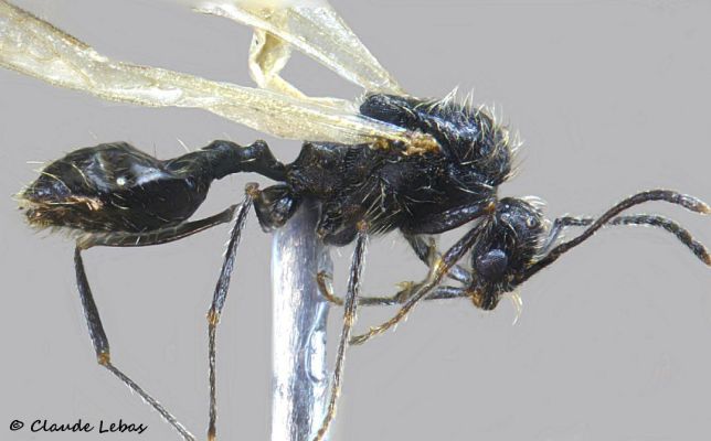 male Goniomma hispanicum