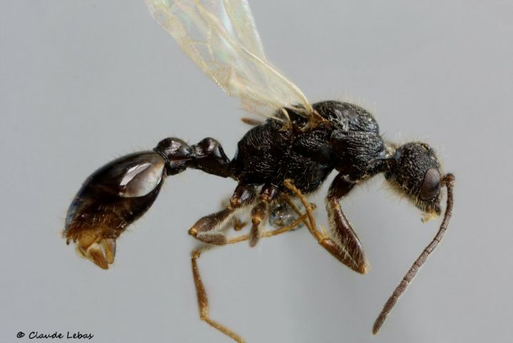male Leptothorax acervorum