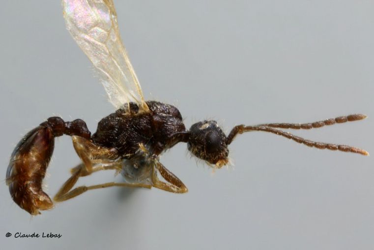 male Leptothorax muscorum