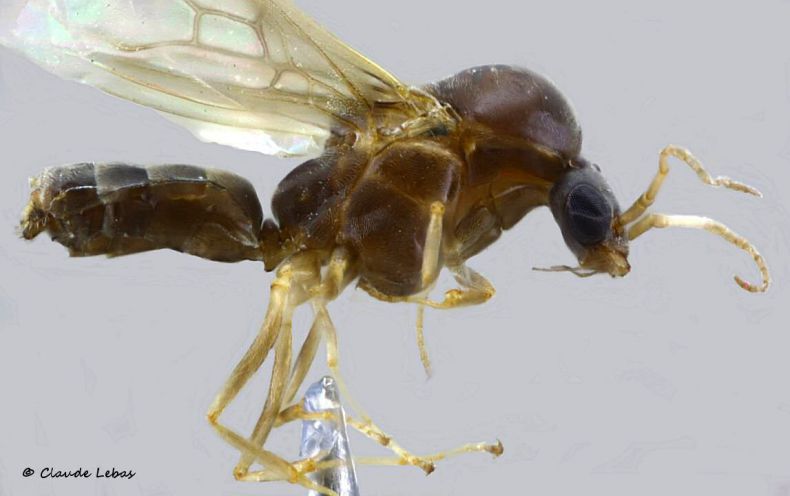 male Linepithema humile