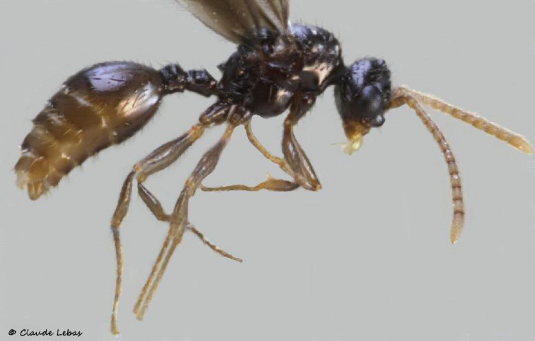 mâle Myrmecina graminicola avec petiole cylindrique et ailes noires