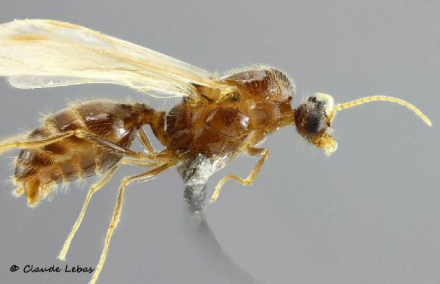 male Pheidole pallidula