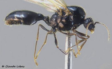 male Solenopsis dubosqui