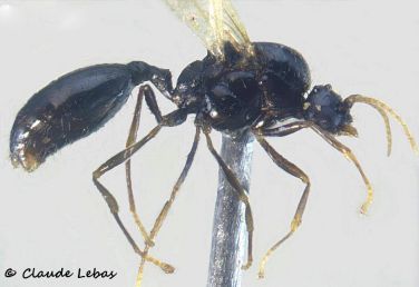 male Solenopsis banyulensis