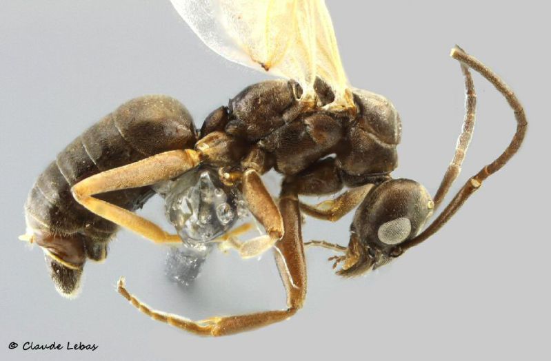 male Tapinoma madeirense