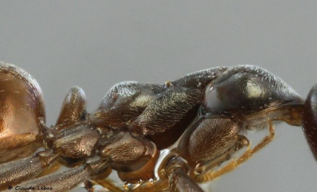 ouvriere Proformica depilis minor