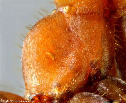 faible pilosité du propodeum de Formica paralugubris