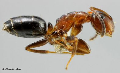 ouvriere  Colobopsis truncatus