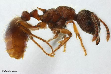 ouvriere Myrmica vandeli