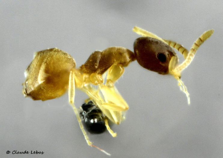 fourmi hautement invasive