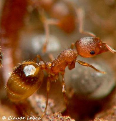 fourmi  Temnothorax lichtensteini