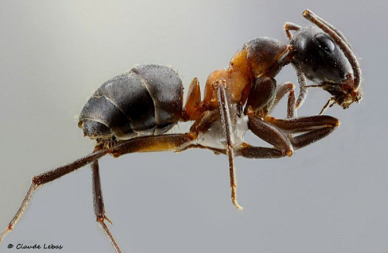 ouvrière Formica uralensis avec la tête toute noire