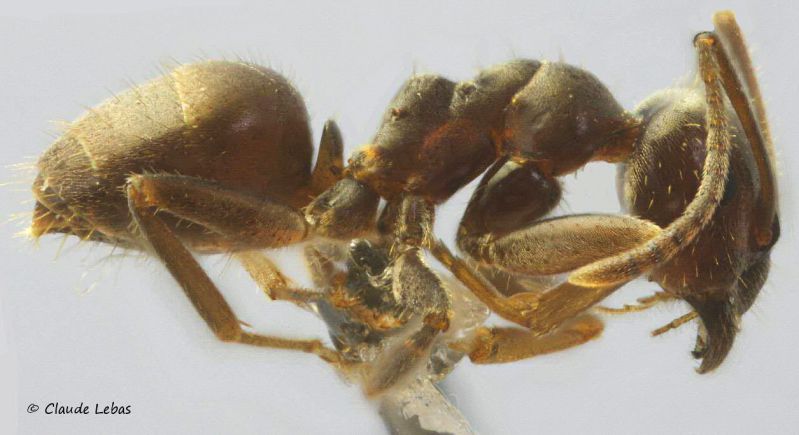 ouvriere Lasius grandis