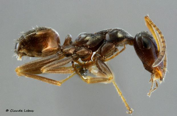 ouvriere Proformica depilis pot de miel