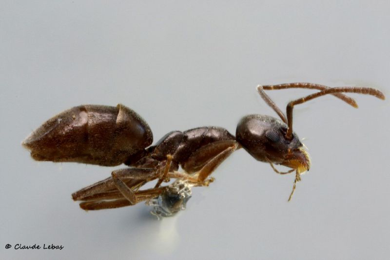 fourmi Tapinoma madeirense