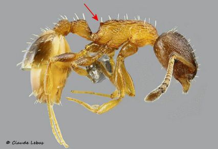 ouvriere Temnothorax nadigi