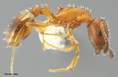 ouvriere Temnothorax unifasciatus