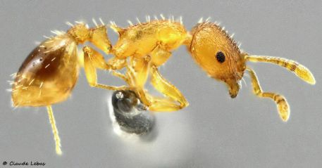 ouvriere Temnothorax lichtensteini