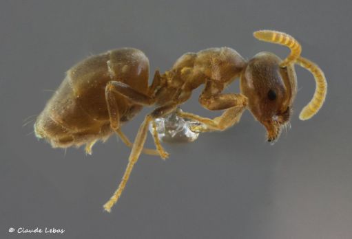 ouvriere Bothriomyrmex meridionalis